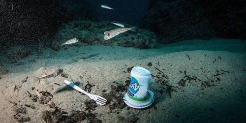 Fishes swiming near plastic debris at the Samandag Cevlik Akcay dive site off the coast of Samandag,