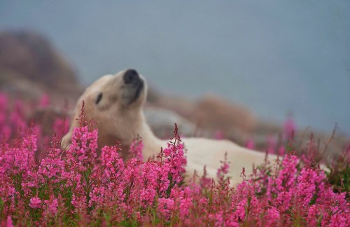 nubbsgalore:photos by (click pic) michael poliza, dennis fast and matthias brieter of polar bears amongst the fireweed in churchill, manitoba. the area has the largest, and most southerly, concentration of the animals on the planet. in late summer and