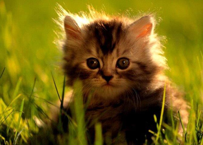 CatsOverload