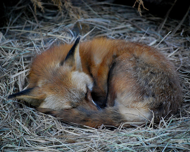 j-h-affloressence:Red fox by Ren (WL) on Flickr. 