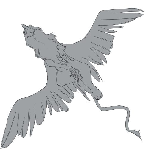 Hey Guys Look At All These Gryphs I Drew