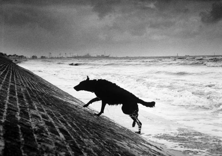 hauntedbystorytelling:   Michel Vanden Eeckhoudt :: from Dogs, France, 1994  / more