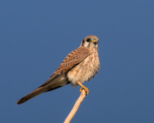 ajaxbird