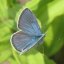 the-velvet-room-butterflies