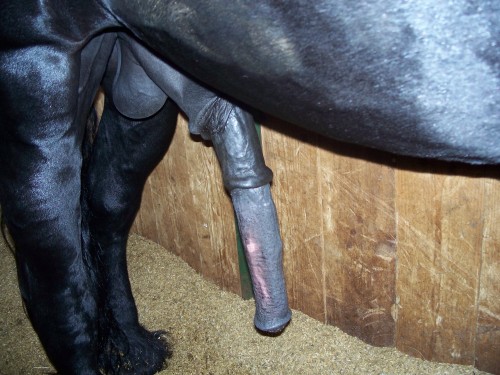 besamer66:nobys35: stallionslove: *drools* a friesian. These can also be found at Makloox but that’s