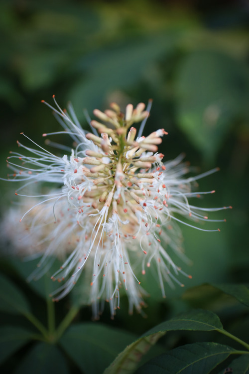 Nice pollinator magnet combination at the edge of the lawn leading into the meadow.   Aesculus parvi