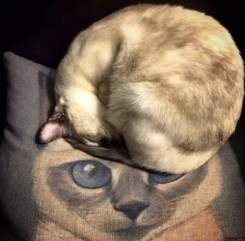 Our siamese mix sleeping on her pillow. (submitted by @n2catcrew)