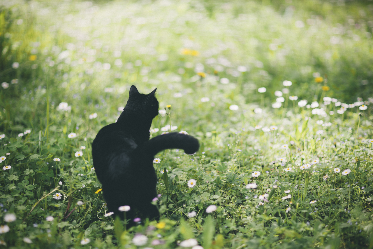 elenamorelli:{ tiny black panther and the spring /// part two }-luna, green grass