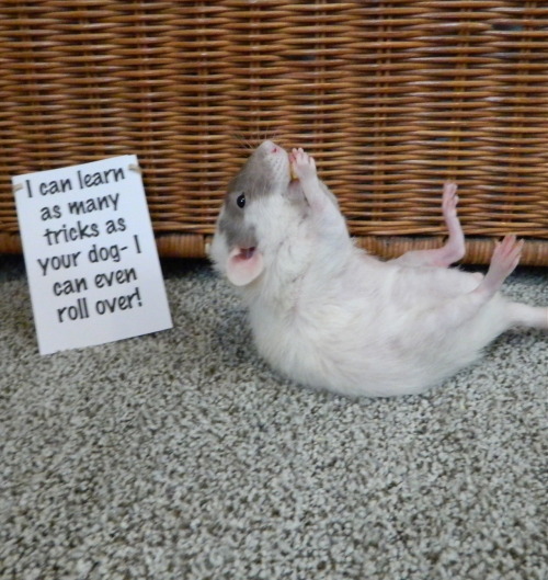 omg. the second rat on top is hilarious. porn pictures