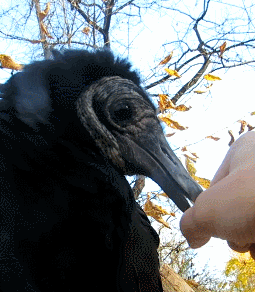 dollsahoy:draconym:see-you-yesterday:draconym:Upchuck the black vulture (Chuck for short). Happy Hal