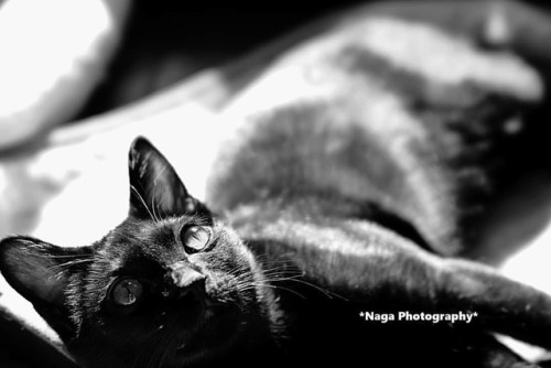 くろまめ #ig_bnw_legit #BW #鎌倉ねこの間 #卒業猫 #保護猫 #catsofinstagram #cat #猫部 #猫 #ねこ #ねこ部 #kitty #猫カフェ #TheArtO