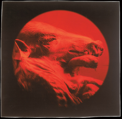 titreuse:  Red Pig by Gábor Kerekes - Alapítvány a Magyar Fotográfiáért
