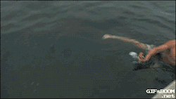 gifsboom:  Video: Australian Guy Laughs Off Close Encounter With Shark