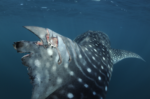 nubbsgalore:photos by marine biologist thomas peschak of whale sharks in the gulf of tadjoura, dji