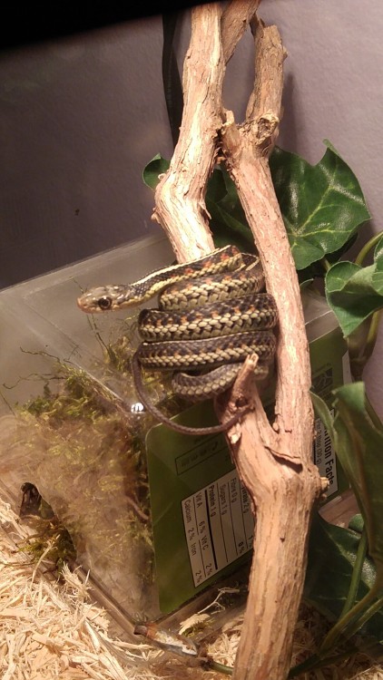 mcnaldos69:Eternal Baby-Snake Face… It’s Tiny Noodle! He’s my ridiculously small 6 year old garter s