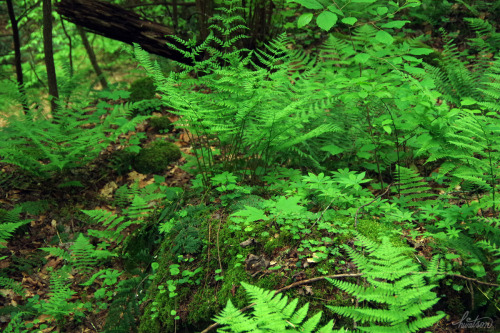 frolicingintheforest: The forest is so LUSH!