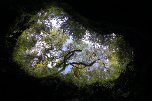 goodcopbearcop: Exploring Dames Caves Florida’s Bedrock is karst limestone, basically it is ex