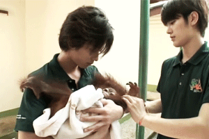 takeruandcaterpillars:HT2: Takeru x Baby Orangutan