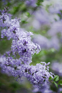 cinnamonthursdays:  Lilac By Karolina Koziel