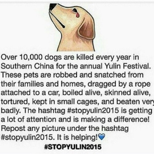 #stopyulin2015 #yulin2015 #stop #dog #is #our #bestfriend