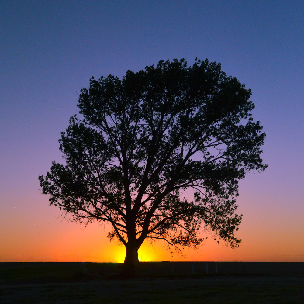 • At the corner of oak and vine
Every day and every season, he grew larger and stronger. Nothing phased him, not the rain, not the snow, not the hurricane winds. He stood there, stoic, like a roman statue and watched as the world spun around him....