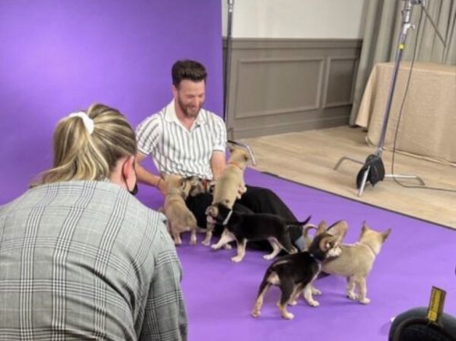 navybrat817: dailychrisevans: Chris Evans doing the Buzzfeed puppy interview Adorable. ❤️