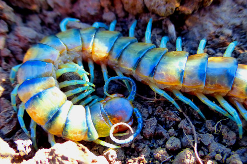 tiger centipede (Scolopendra polymorpha)Contra Costa county CA Jan. 2015 / ZS25 /