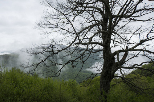 90377:Smoky Mountains by Theresa Finley