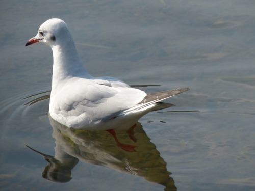 ユリカモメ　black-headed gullTown Birds ～ 街の鳥 ArchiveTown Sparrow ～ 街のすずめ　Archive