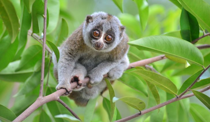 Myers-Briggs Test: This Quiz Reveals Your Personality and Spirit Animal