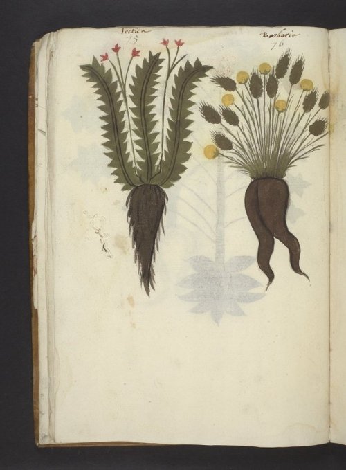 Herbals, the focus of this week’s posts, are a very particular type of manuscript in which plant spe