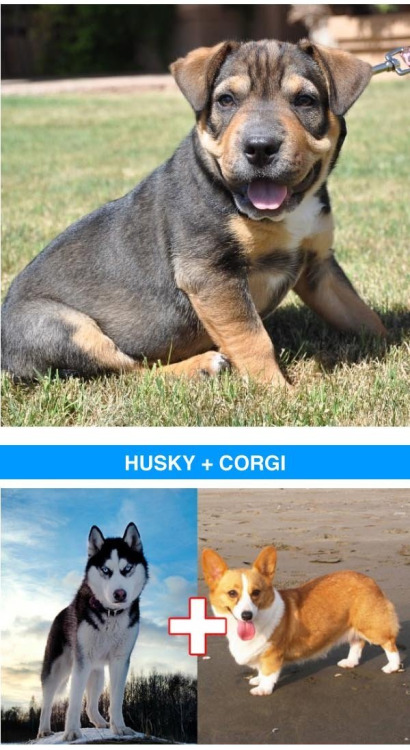 novaisprettyinpink:  theinturnetexplorer:   crossbreeds are so cool  I will take 10 of each please 