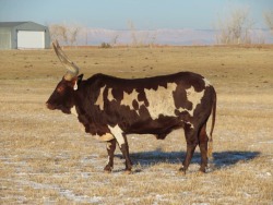 sixpenceeeblog:This Watusi bull looks transparent through its spots