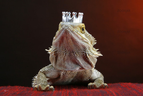 Porn photo tastefullyoffensive:  Bearded Dragons Wearing