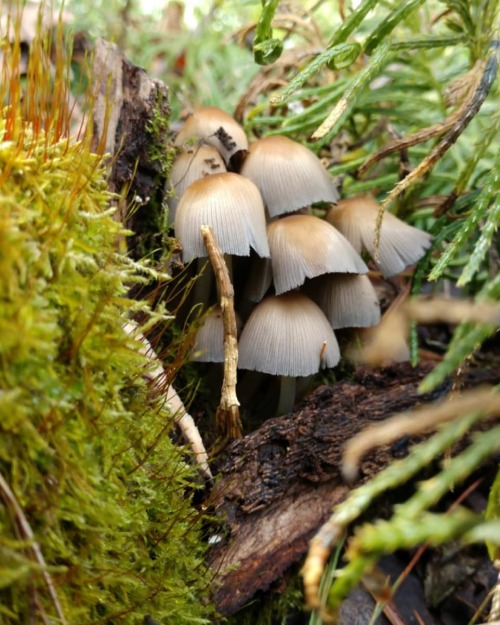 Some Little Brown Mushrooms . . . #blacksmithing #ideasfronature #littlebrownmushroom #mycology #fun