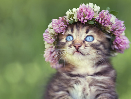 ainawgsd:Cats With Flower Crowns