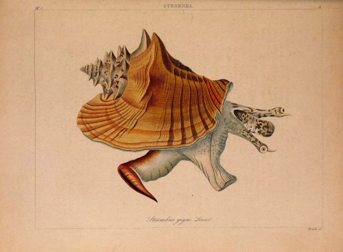 wapiti3:The conch (Strombea): in pictures after nature with descriptions plate explanations hereBy K