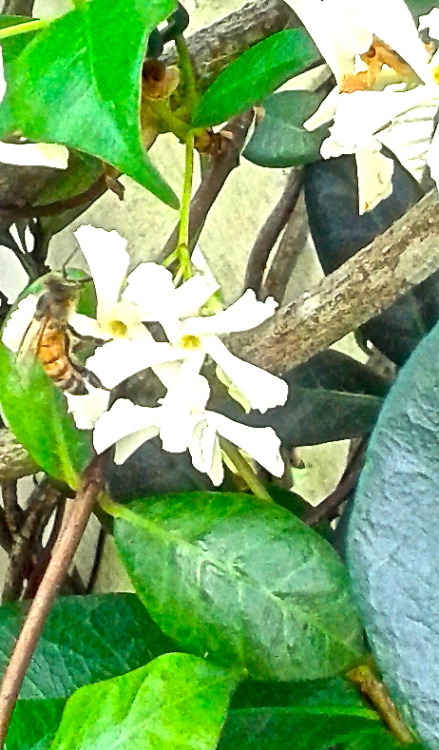 Jasmine bloomin’ in my backyard. Little animal friends enjoying the day.