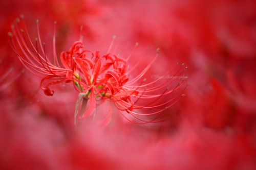 drxgonfly:Full of love (by yuyu(ゆゆ))