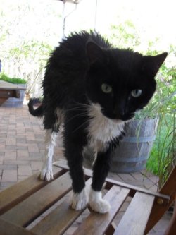 dyke-recovery:  dyke-recovery:  dyke-recovery:   This is my boy Pencey. He was a feral kitten i brought home 5 years ago. He was about 5 weeks old. He was very quiet, we took him to the vet to discover he had almost everything a feral cat can have and