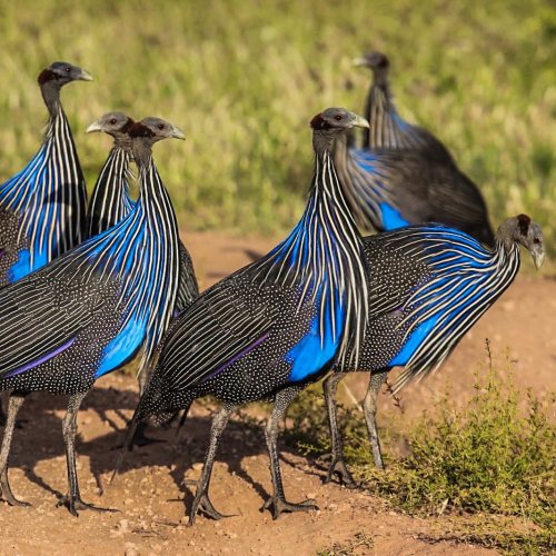 amnhnyc:Meet the Vultrine Guineafowl (Acryllium vulturinum). The plump-looking avian is embellished 