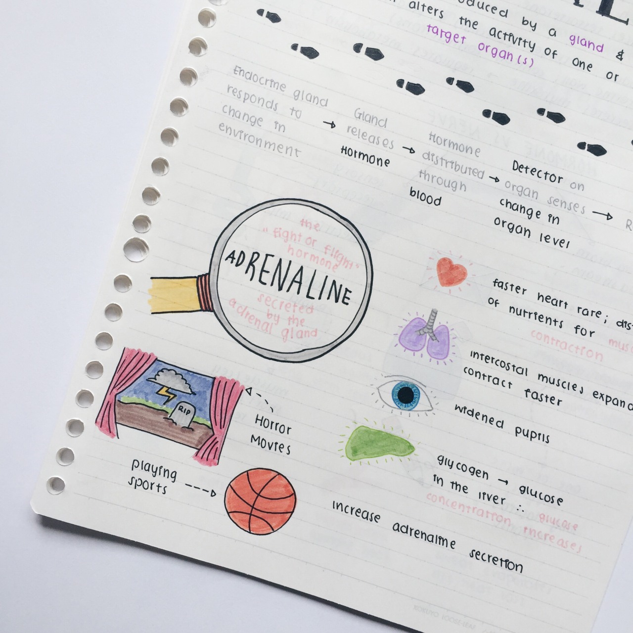 eintsein:  February 9th, 2016 // bio notes that I’m actually proud of. Finally