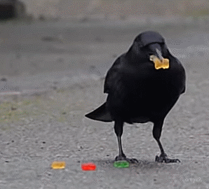 Crow Stim Board