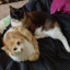 cotton-candy-kitties
