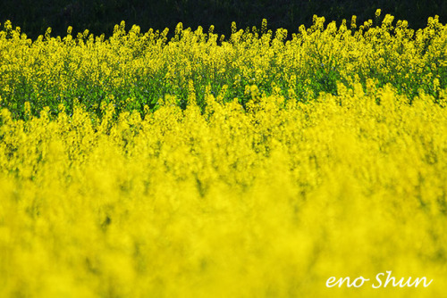 Flower garden /  tokyo , Japan© enoshun