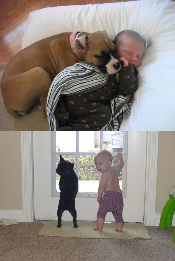 wewewe-soexcited:  He is your friend, your partner, your defender, your dog. You