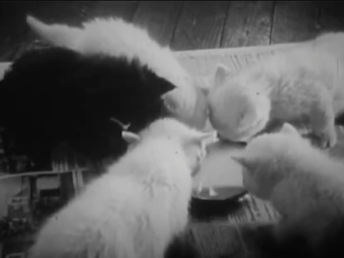 zoubazou:The Private Life of a Cat is an experimental short film by Alexander Hammid and Maya Deren 