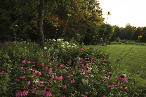 gardenmuse: Early July brings lots of color to the woodland meadow garden.  There has been an e