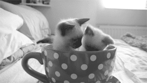 kitty-in-training:  His speedy little exit is so adorable!! 