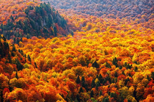 allthingseurope:  Balkan Mountains, Bulgaria (by Evgeni Dinev) 